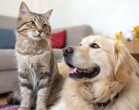 Pet Lovers Gifts & Accessories