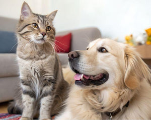 Pet Lovers Gifts & Accessories